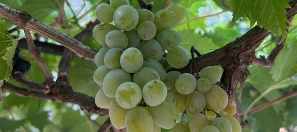 4 bedrooms House in Empoli, Italy No. 337010 18