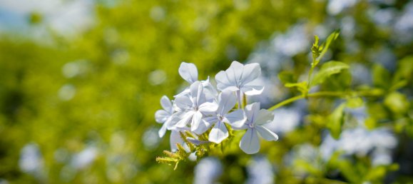 3 bedrooms Villa in Alicante, Spain No. 178295 35