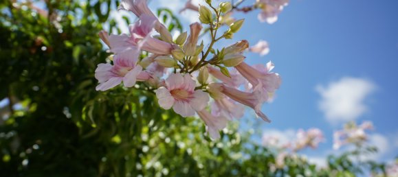 3 bedrooms Villa in Alicante, Spain No. 178295 33