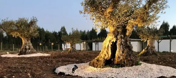 18 Schlafzimmer Hotel in Sao Teotonio, Portugal, Nr. 56474 31