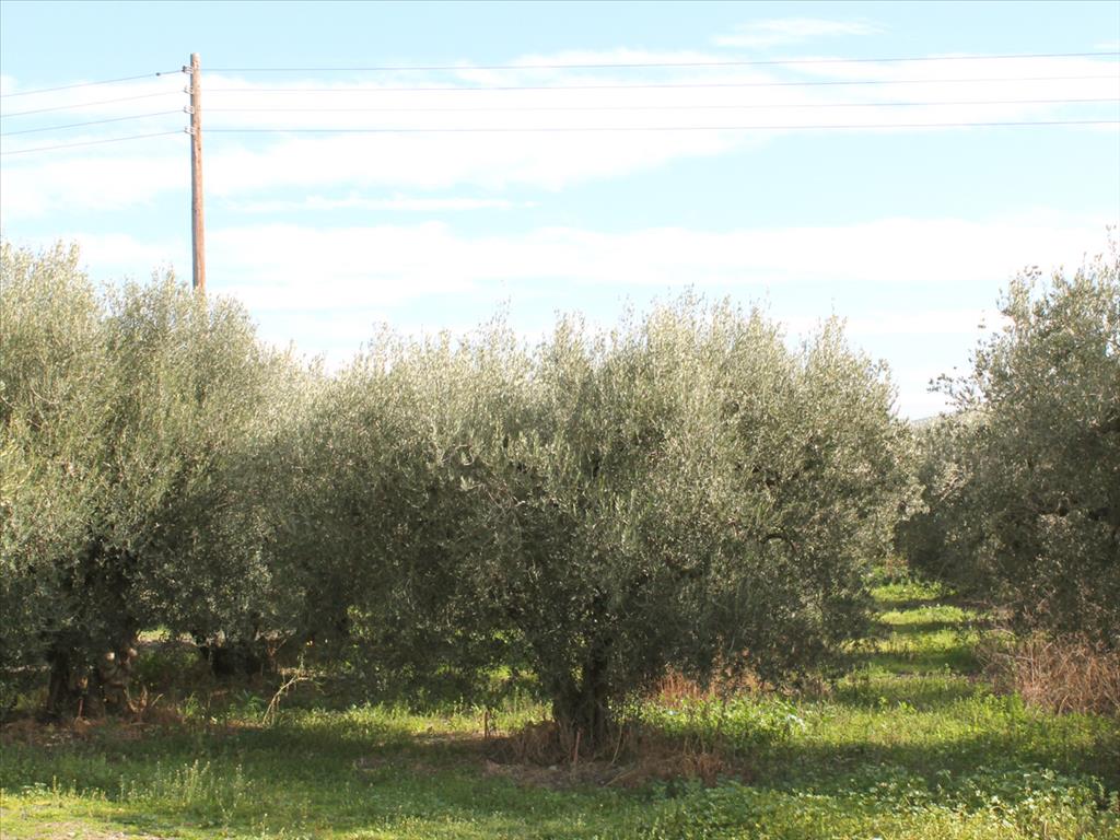 50000m² Hotel in Chalkidiki, Greece No. 8032