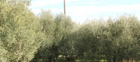 50000m² Hotel in Chalkidiki, Greece No. 8032 2