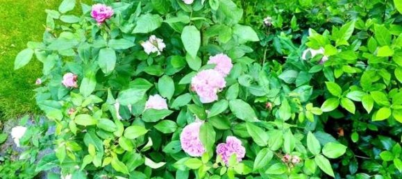 4 Schlafzimmer Haus in Hochtaunuskreis, Germany, Nr. 29139 22