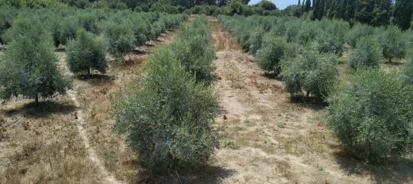 12700m² Hotel in Elis, Greece No. 3653 8