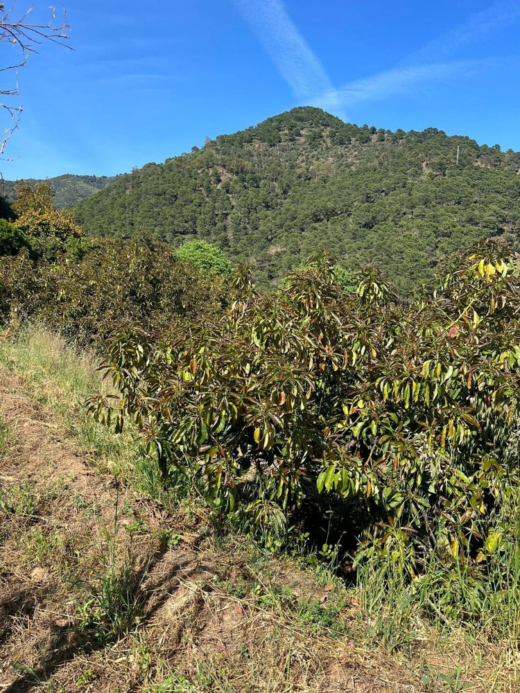  قطعة أرض في Ojen, Spain رقم 143170