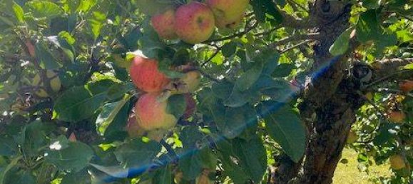 Terreno en Weimar, Germany No. 358387 18