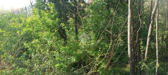 Terrain à Teolo, Italy 36500m² No. 67087 3