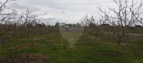  Land in Vila Nova da Baronia, Portugal No. 227868 6