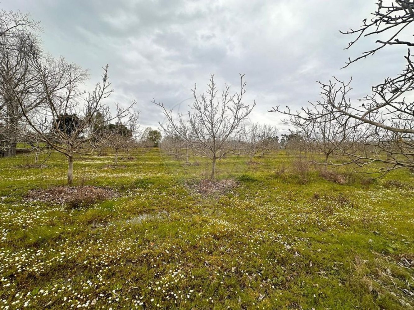  Land in Vila Nova da Baronia, Portugal No. 227868