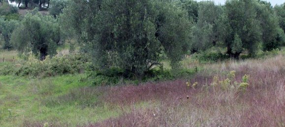 18237m² Hotel in Chalkidiki, Greece No. 7560 2