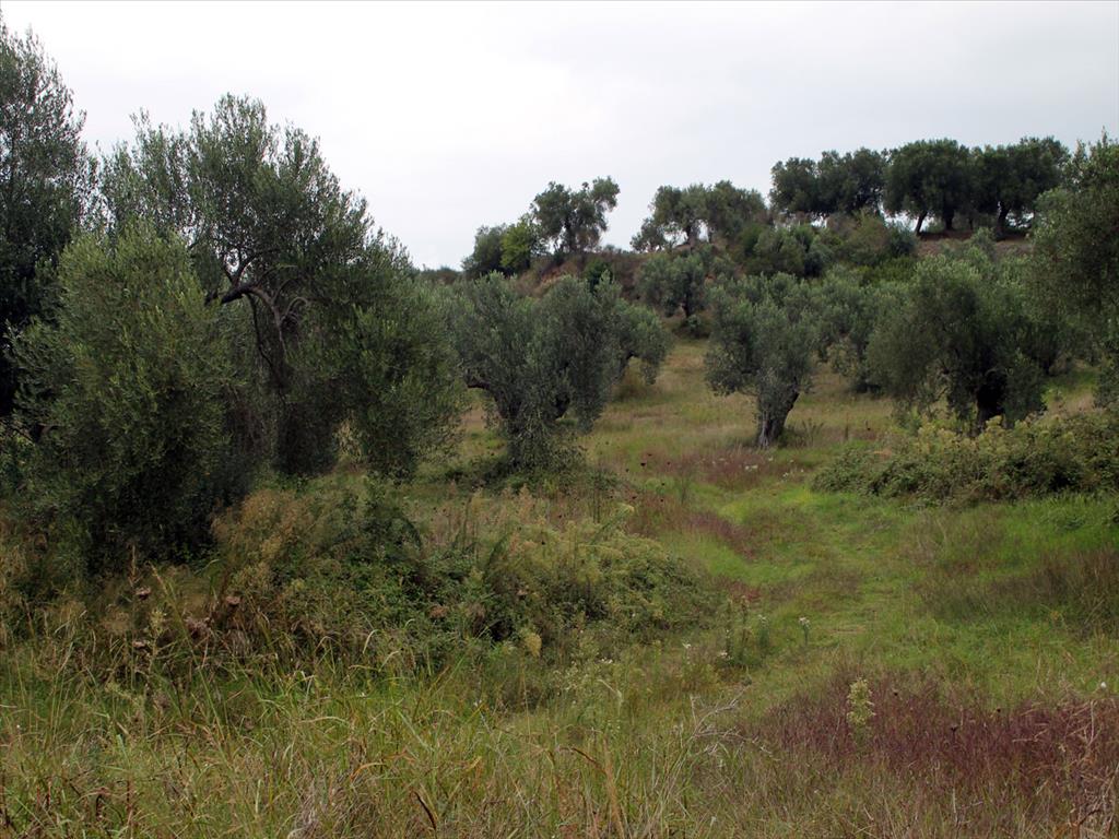 18237m² Hotel in Chalkidiki, Greece No. 7560