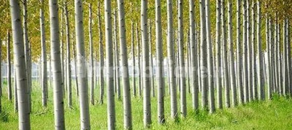  قطعة أرض في San Benedetto Po, Italy 41000متر مربع رقم 355707 5