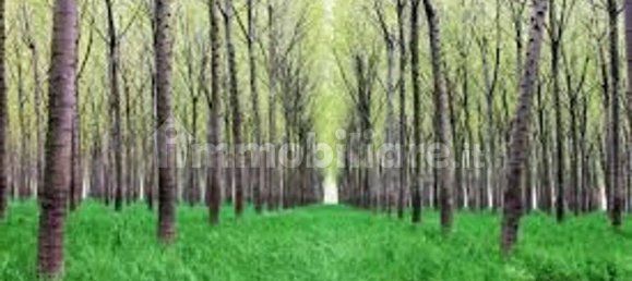  قطعة أرض في San Benedetto Po, Italy 41000متر مربع رقم 355707 3