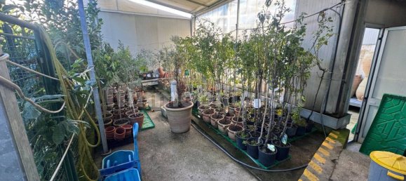 Коммерческая недвижимость с 5 комнатами в Триест, Италия № 357741 11