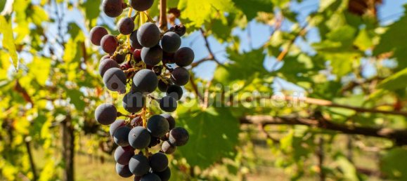 Casa de 5 habitaciónes en Pomarance, Italy No. 154306 12