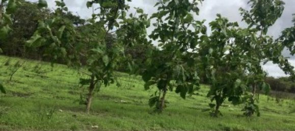 Terreno em Liberia, Costa Rica N.º 1464 2