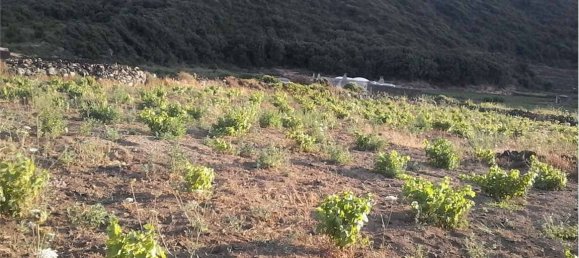 2-Zimmer Haus in Pantelleria, Italy, Nr. 49621 2