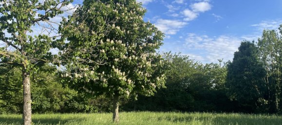 3 bedrooms Bungalow in Wiesbaden, Germany No. 318933 21