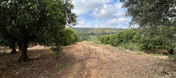  قطعة أرض في Alzira, Spain رقم 160923 6