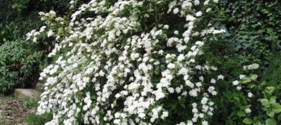 8 Schlafzimmer Haus in Buti, Italy, Nr. 15598 22