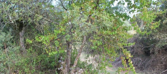 Дом с 2 спальнями в Ансиан, Португалия № 29243 11