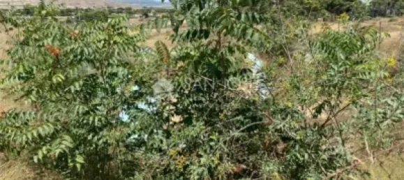 1 bedroom House in Aspe, Spain No. 25814 10