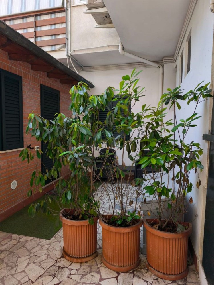 3 rooms House in Pietrasanta, Italy No. 304286