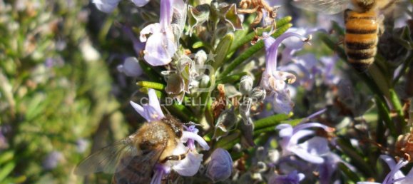 Hotel in Spoleto, Italy 700m², Nr. 300205 25