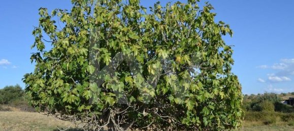 4 bedrooms House in Ladoeiro, Portugal No. 160854 24