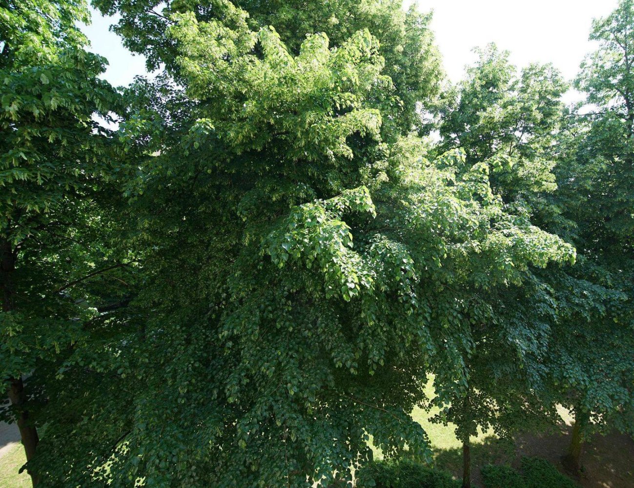 Duplex de 6 divisões em Frankfurt am Main, Germany N.º 10969