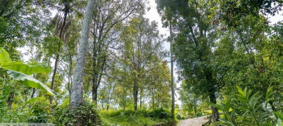  قطعة أرض في Lovina, Indonesia 1730متر مربع رقم 4522 16