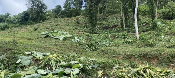  Commercial property in Mai Khao, Thailand No. 23415 2