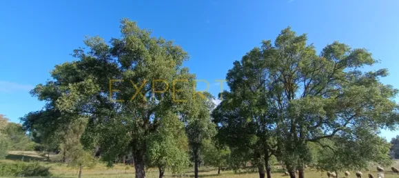 Земельный участок 29457м² в Канья, Португалия № 90244 7