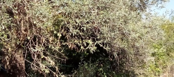 2 bedrooms House in Andalusia, Spain No. 168404 27