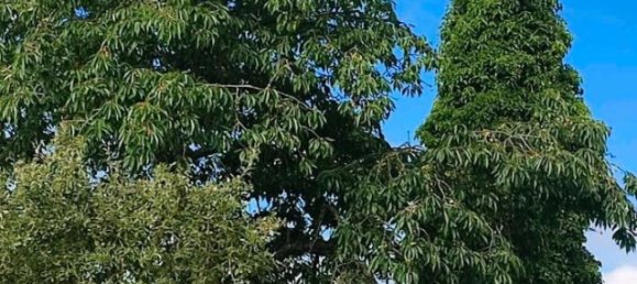 Grundstück in Märkisch-Oderland, Germany, Nr. 308284 3