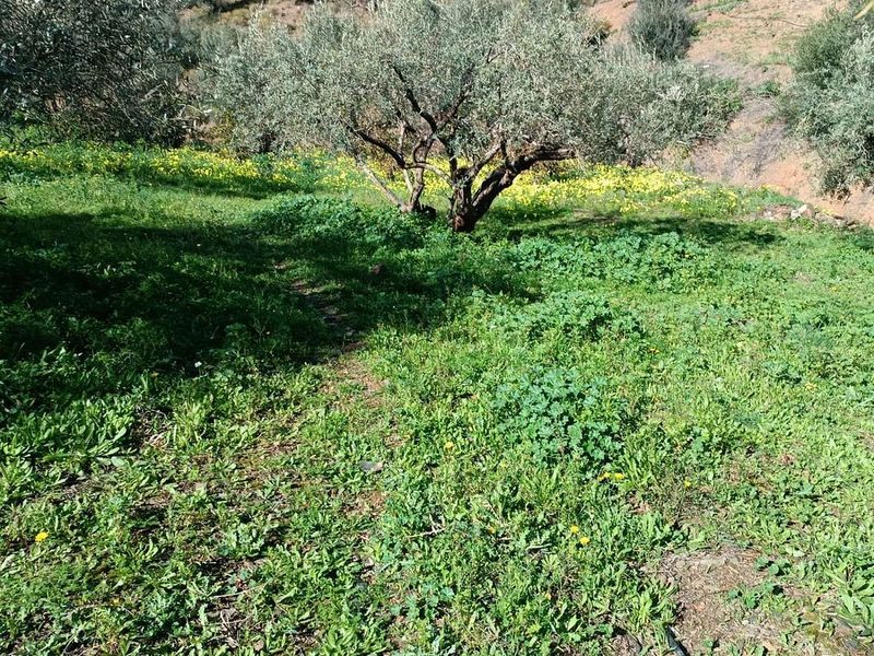 Terreno em Moclinejo, Spain 1900 m² N.º 223366