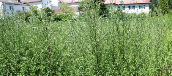 Terrain à Perchtoldsdorf, Austria 754m² No. 129666 6