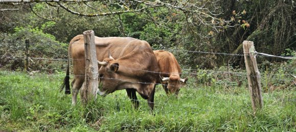 4 غرف نوم منزل في Pilona, Spain رقم 45658 16