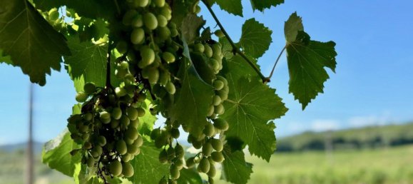 4 rooms House in Castelnuovo Berardenga, Italy No. 284457 11