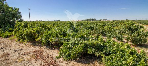 3 bedrooms Castles in Palmela, Portugal No. 119901 22