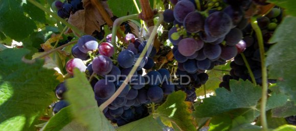 3 bedrooms Castles in Palmela, Portugal No. 119901 19