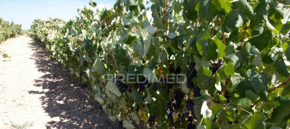 3 bedrooms Castles in Palmela, Portugal No. 119901 17