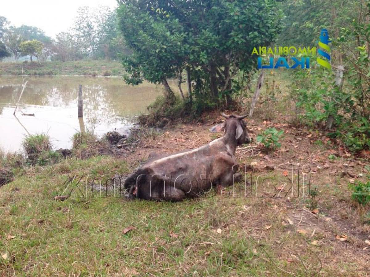  قطعة أرض في Veracruz, Mexico رقم 206944