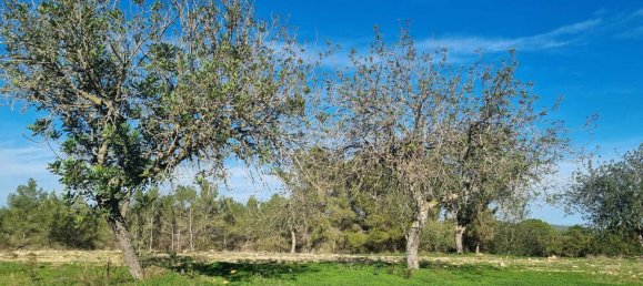  Land in Ibiza, Spain No. 162925 12