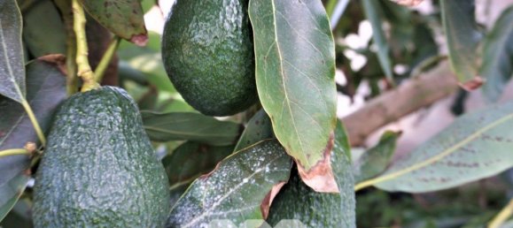 Дом с 5 спальнями в Саялонга, Испания № 41943 44