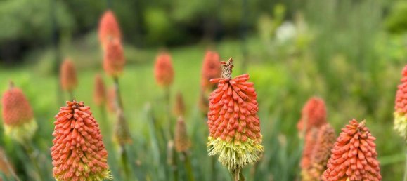استوديو في Bocksdorf, Austria رقم 146881 28