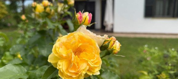 استوديو في Bocksdorf, Austria رقم 146881 20