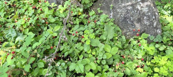 استوديو في Bocksdorf, Austria رقم 146881 5