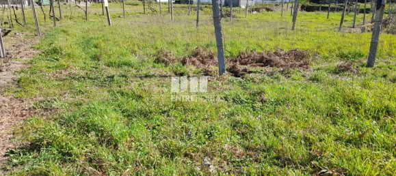 2640m² Land in Amarante, Portugal No. 57441 4