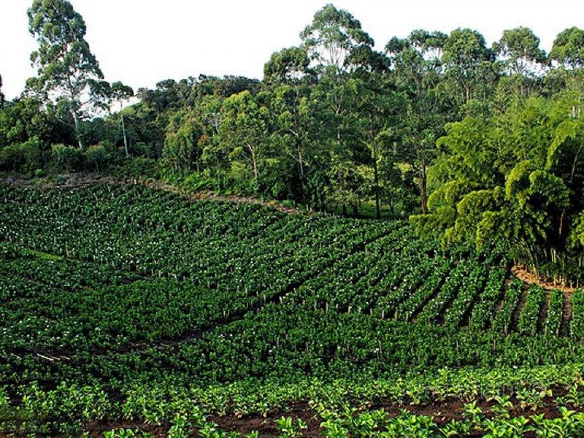 Terrain à Antioquia, Colombia No. 209